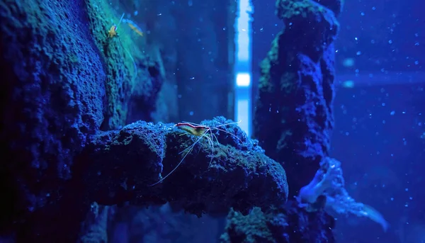Banded Coral Shrimp Underwater Species Hiding Rock Aka Stenopus Hispidus — Zdjęcie stockowe