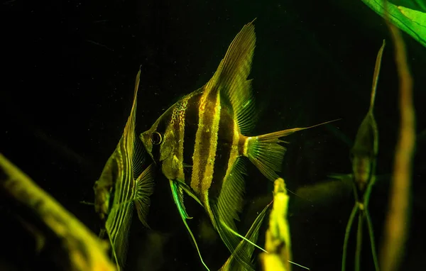 Altum Angelfish Aka Tiger Marble Fish Pterophyllum Scalare Aquarium Fish —  Fotos de Stock