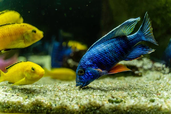 Ψάρια Aulonocara Nyassae Γνωστά Αυτοκρατορική Κιχλίδα Που Τρώει Βγάζει Φύκια — Φωτογραφία Αρχείου