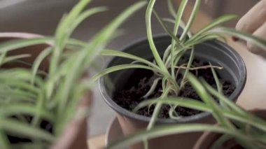 Woman hand sowing seeds and small Spider plant aka Chlorophytum comosum with roots in pot. gardening or planting at home concept. eco-friendly pots. potting new plant and Repotting pot for House plant