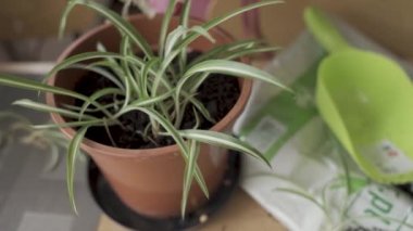 Woman hand sowing seeds and small Spider plant aka Chlorophytum comosum with roots in pot. gardening or planting at home concept. eco-friendly pots. potting new plant and Repotting pot for House plant