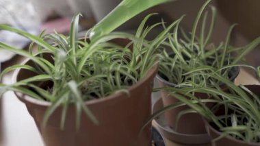 Woman holding can watering green house spider plant in pot. lady doing household activity pouring flowers growing taking care of houseplant cultivation at home. Gardening concept