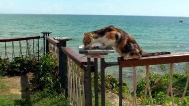Close up of a calico domestic cat with tri color coat combination of white, orange and black patches eating catfood against beach, located in Angora, Side, Turkey