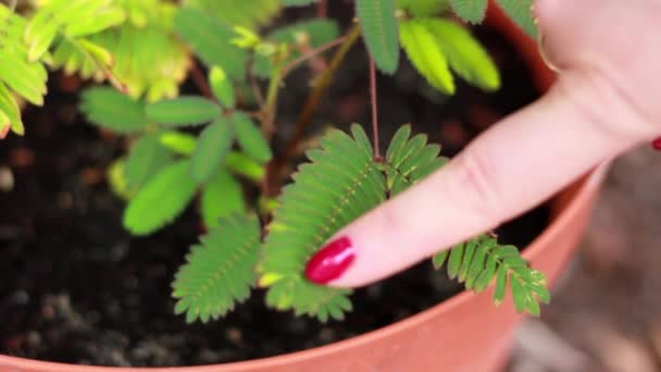 Mimosa Pudica Shy Plant Species Epithet Pudica Latin Shrinking Alluding — Stockvideo