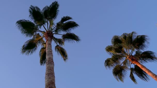 Static Low Angle Shot Tall Palm Trees Evening Clear Blue — Stock video