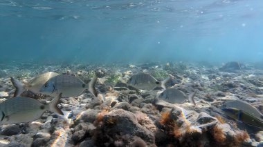 Bir grup Sargo ya da beyaz deniz kabuğu balığı, Sparidae familyasından bilimsel adı Diplodus Sargus.