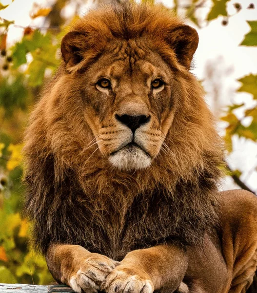 Retrato Hombre Orgulloso León Africano Como Rey Las Bestias Día — Foto de Stock