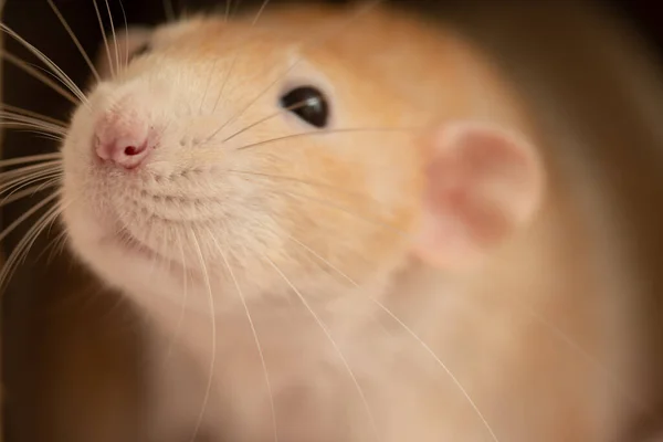Adorable Rat Animal Maison — Photo