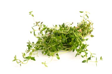 beyaz zemin üzerine yeşil taze kekik