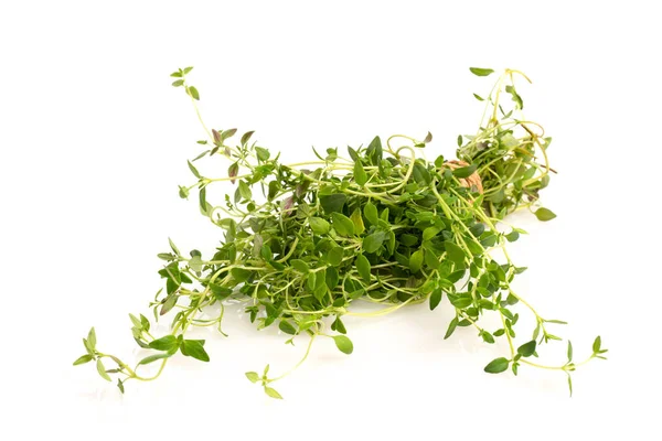 beyaz zemin üzerine yeşil taze kekik