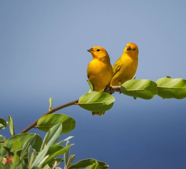 Bir ağacın dalında bir kuş oturuyor.