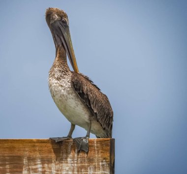 Gökyüzünde martı