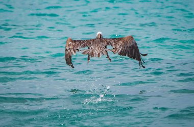 Suyun üzerinde uçan pelikan manzarası