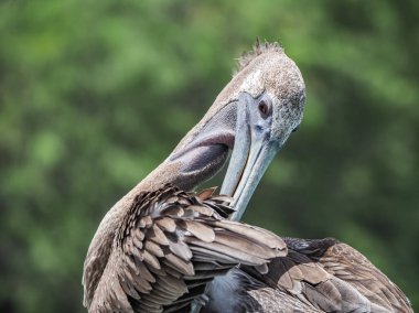 Doğadaki güzel kuşun manzarası