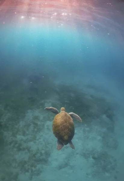 Underwater Shot Beautiful Sea Turtle — Fotografia de Stock