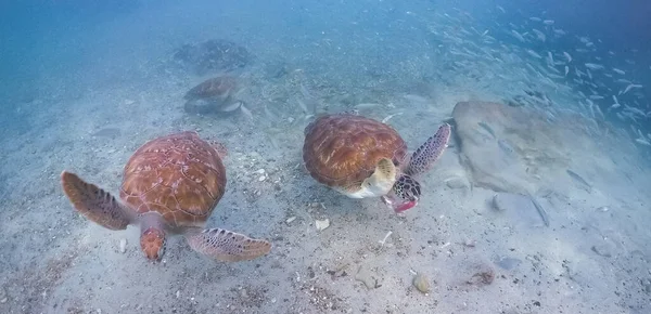 Underwater Shot Beautiful Sea Turtle — Stock Photo, Image