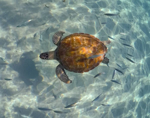 Onderwaterfoto Van Prachtige Zeeschildpad — Stockfoto