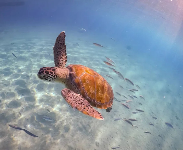 在水下拍摄美丽的海龟 — 图库照片