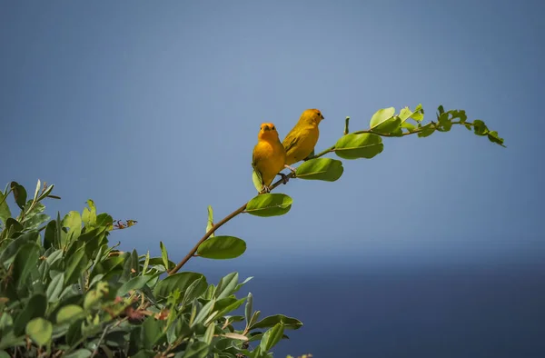 Piękne Ptaki Gałęzi Drzewa — Zdjęcie stockowe