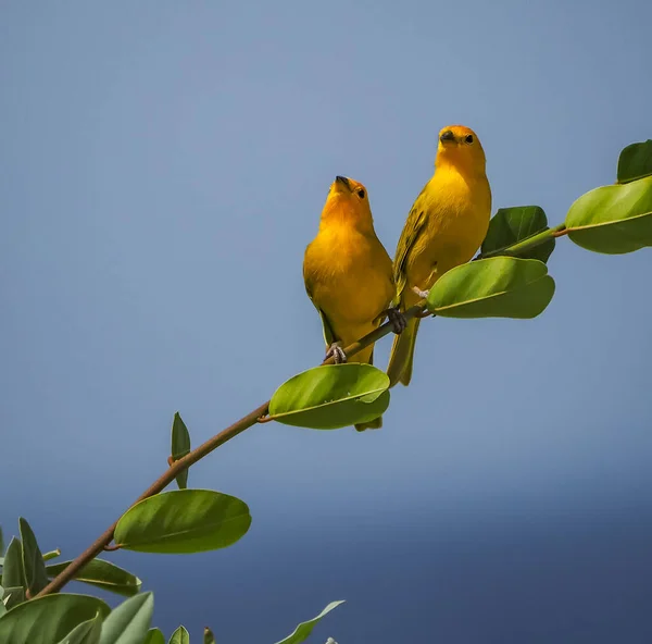 Beautiful Birds Branch Tree — Stock Photo, Image