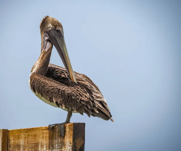 Denizde Pelikan — Stok fotoğraf