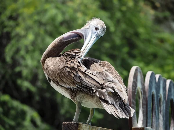 Hayvanat bahçesindeki bir ağacın üzerinde büyük bir pelikan duruyor.