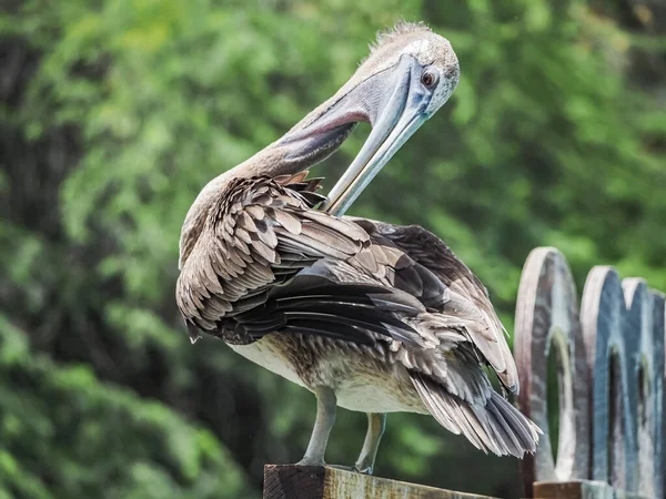 Hayvanat bahçesindeki pelikan
