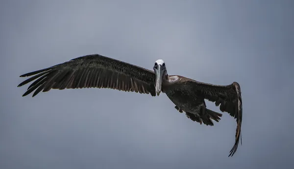 Grande Pássaro Voando Céu — Fotografia de Stock