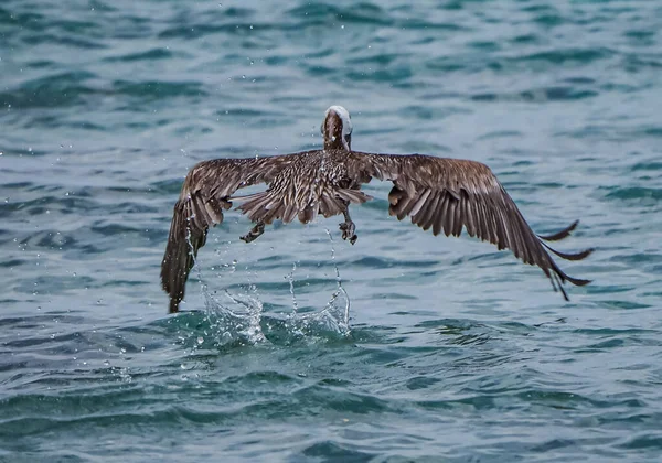 Martı denizde uçuyor.