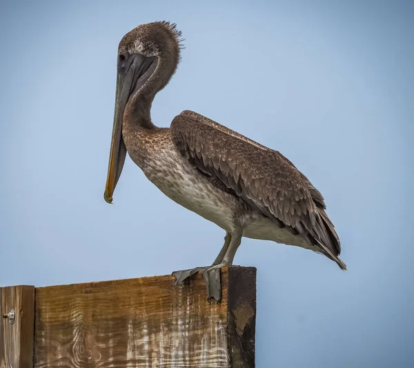 Bir pelikana yaklaş.