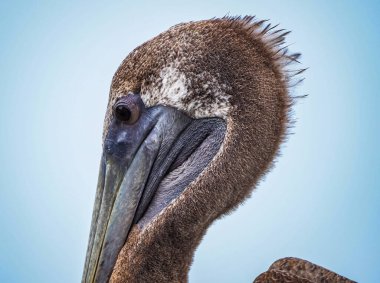 Bir pelikana yaklaş.