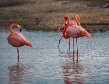 Suda pembe flamingolar