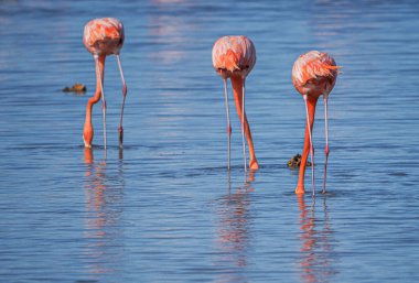 Suda pembe flamingolar
