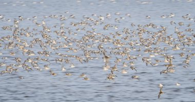 Gölde martı sürüsü