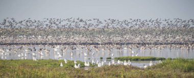 Sudaki kuş sürüsü