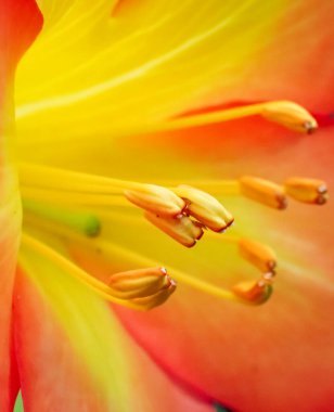 Sarı lale çiçeğine yaklaş.