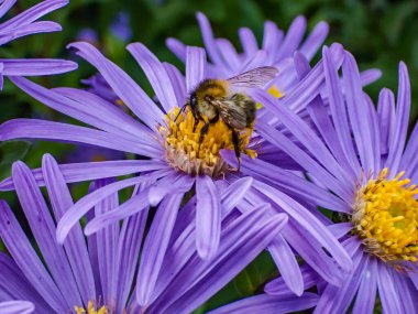 Mor çiçekteki arıyı yakından çek.