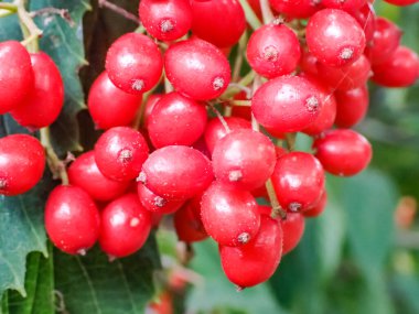 Ağacın kırmızı meyveleri