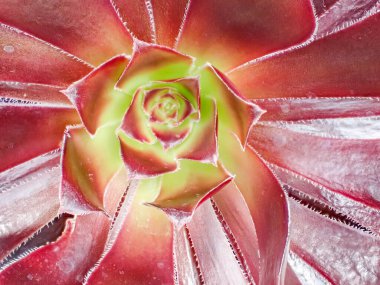 Güzel botanik fotoğrafı, doğal duvar kağıdı.