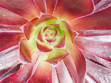 Güzel botanik fotoğrafı, doğal duvar kağıdı.