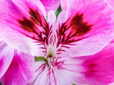 Beyaz arkaplanda pembe zambak çiçeği