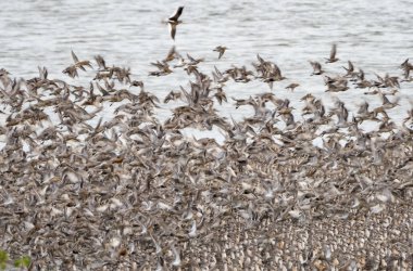 Gölde kuş sürüsü