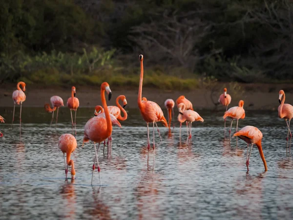 Flamants Roses Dans Eau — Photo