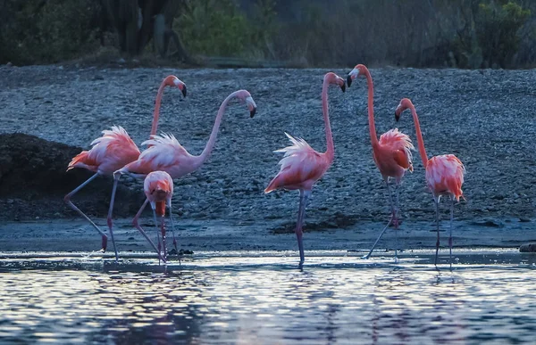 Suda Pembe Flamingolar — Stok fotoğraf