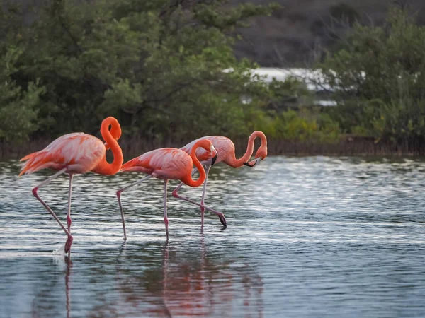 Группа Фламинго Воде — стоковое фото