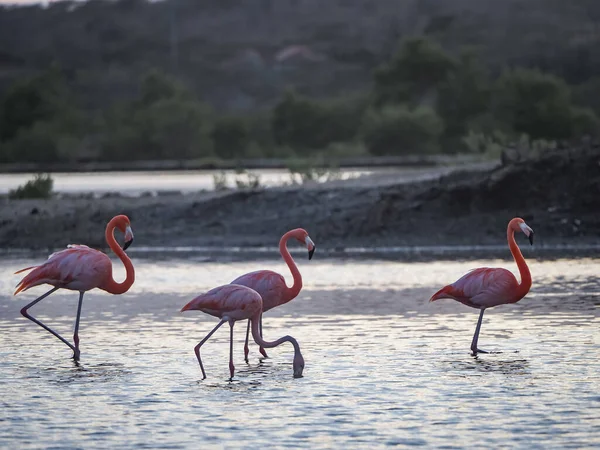 Suda Pembe Flamingolar — Stok fotoğraf