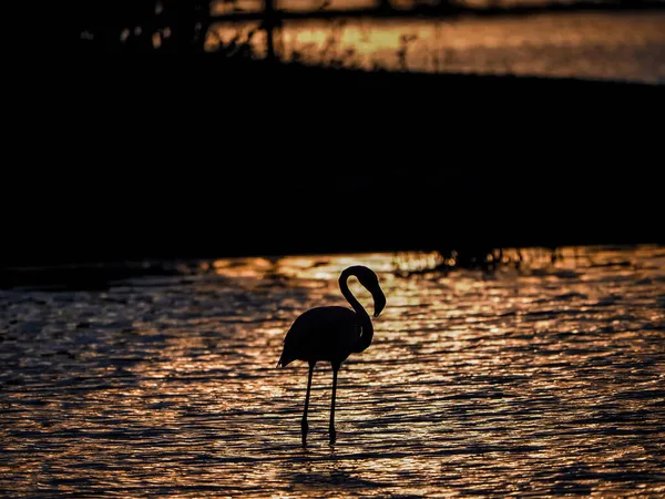 Piękny Różowy Flamingo Ptak Jeziorze — Zdjęcie stockowe