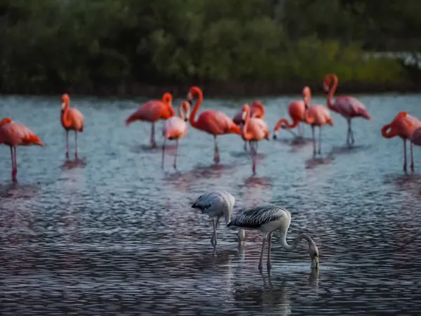 Suda Pembe Flamingolar — Stok fotoğraf