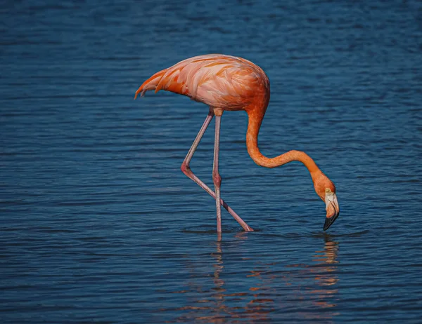 Różowe Flamingi Wodzie — Zdjęcie stockowe