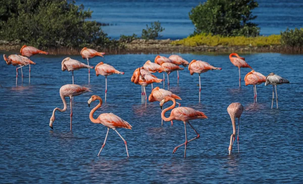 Flamingók Vízben — Stock Fotó